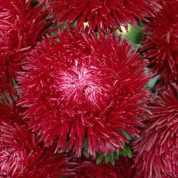 Астра Ювел Гранат (1уп-3гр) профессиональные семена астра ювел рубин