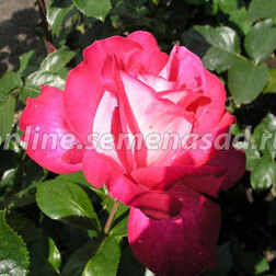 Роза чайно-гибридная Роза Гожар (С3,5л) роза чайно гибридная роза гожар с3 5л