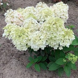 

Гортензия метельчатая Литтл Альф