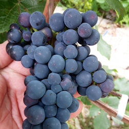 Виноград плодовый Башкирский виноград плодовый граф монте кристо