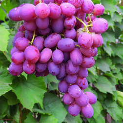 Виноград плодовый Щелкунчик (бессемянный) виноград плодовый фуршетный