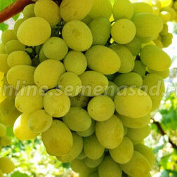 Виноград плодовый Августин (С3л.) - фото 1