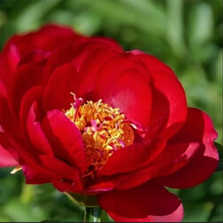 Пион молочноцветковый Ред Ред Роуз* 2-3 почки - фото 1