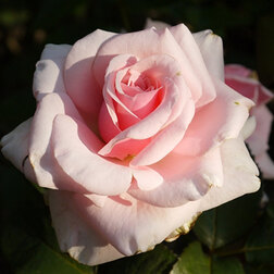 Роза чайно-гибридная Савой Хотел что хотел сказать лидваль