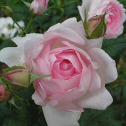 Роза английская парковая Сцептерд Айл роза английская парковая роальд даль