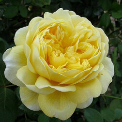 Роза английская парковая Чарльз Дарвин роза английская парковая дарси бассел