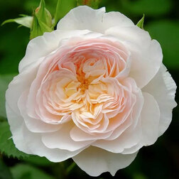 Роза английская парковая Эмили Бронте роза английская парковая дарси бассел