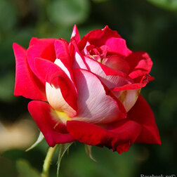 Роза Мейян чайно-гибридная Моника Беллуччи роза мейян чайно гибридная принцесса шарлин де монако