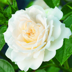 Роза штамбовая миниатюрная Тини Вини Вайт (штамб 45 см)