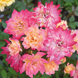 Роза штамбовая флорибунда Бэби Маскарад (штамб 45 см) маскарад