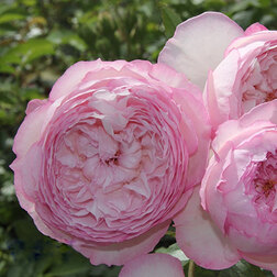 Роза английская парковая Милл он зе Флосс роза канадская парковая мартин фробишер