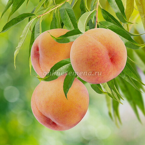 Персик колонновидный Тотем садовода (подвой алыча) (в сетке)