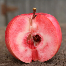 Яблоня красномякотная Сирена (подвой 54-118 полукарликовая) (в сетке)