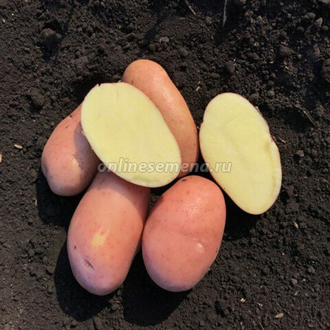 Картофель семенной Гранд (суперэлита) (3кг.)