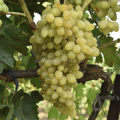 Виноград плодовый Долгожданный (C3)
