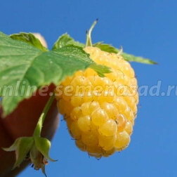 Малина желтоплодные сорта Желтый гигант (С2л)