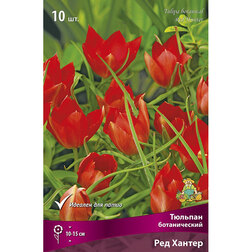 Тюльпан ботанический Ред Хантер (10шт.)