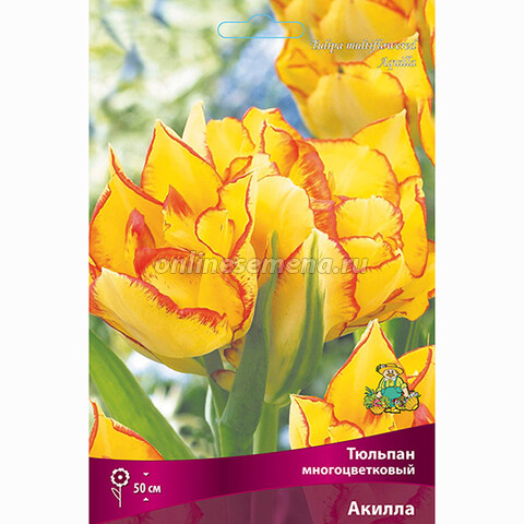 Тюльпан Многоцветковый Акилла (7 шт.)