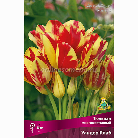 Тюльпан Многоцветковый Уандер Клаб (7шт.)