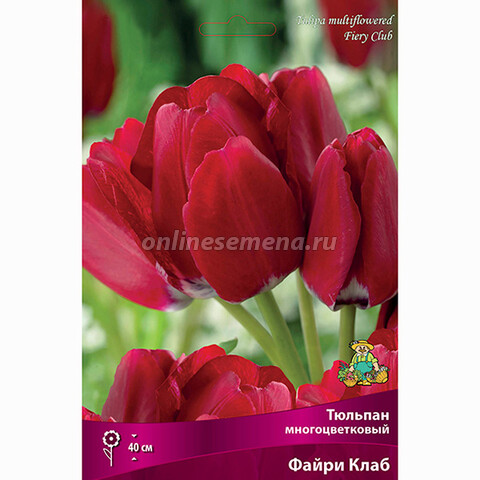Тюльпан Многоцветковый Файри Клаб (7шт.)