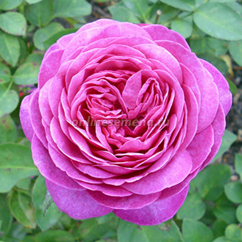 Роза миниатюрная Хайди Клум (С3,5)