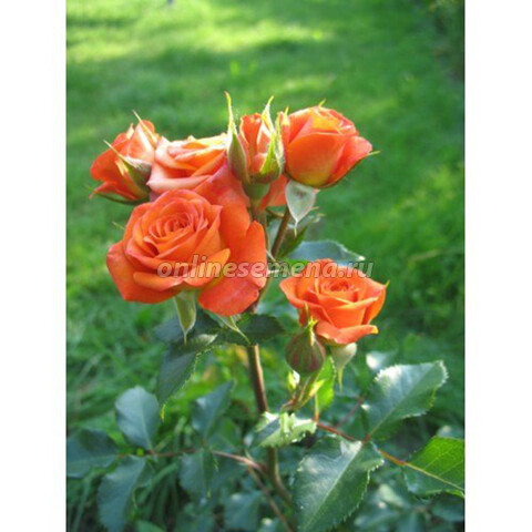 Роза спрей Келли (С3,5)