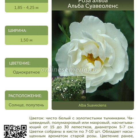 Роза альба Суавеоленс С30