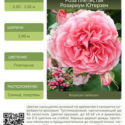 Роза плетистая (клаймбер) Розариум Ютерзен С30