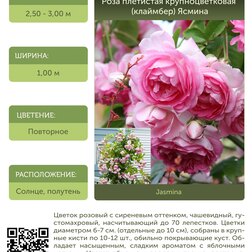 Роза плетистая крупноцветковая (клаймбер) Ясмина С30