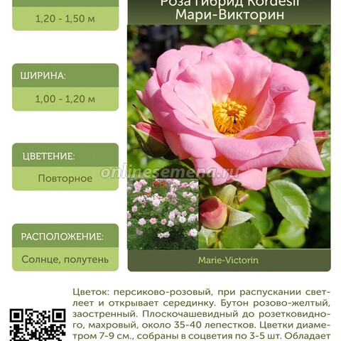 Роза гибрид Kordesii Мари-Викторин С30