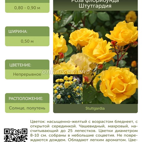 Роза флорибунда Штутгардия С30