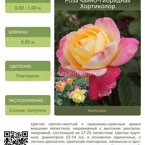 Роза чайно-гибридная Хортиколор С30