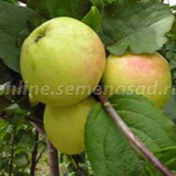 Яблоня карликовая Чудное (С5-7,5л) подвой 54-118 (летний)