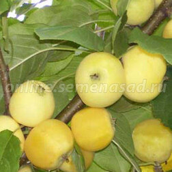 Яблоня Китайка золотая (С5) (летний)
