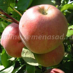 Яблоня Коричное полосатое (С5) (раннелетний)