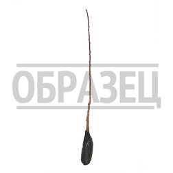 Абрикос Чемпион Севера (подвой абрикос)