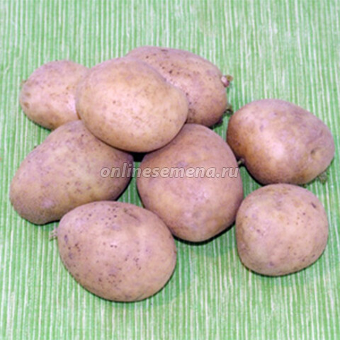 Картофель семенной Удача (с/элита) (3кг)