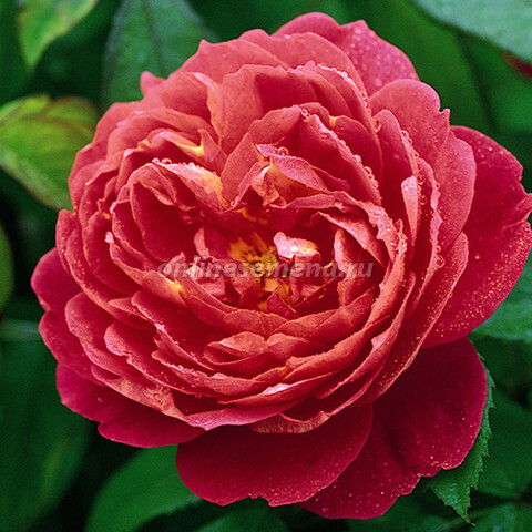 Роза английская Бенжамин Бриттен (С3,5)