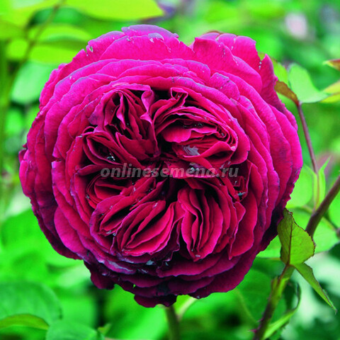 Роза английская Фальстаф (С3,5)