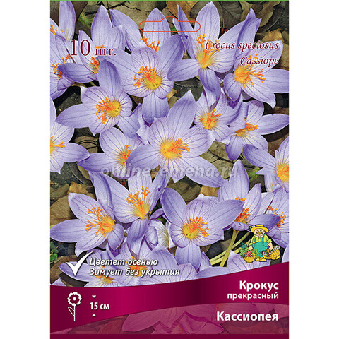 Крокус прекрасный Кассиопея (10 шт.)