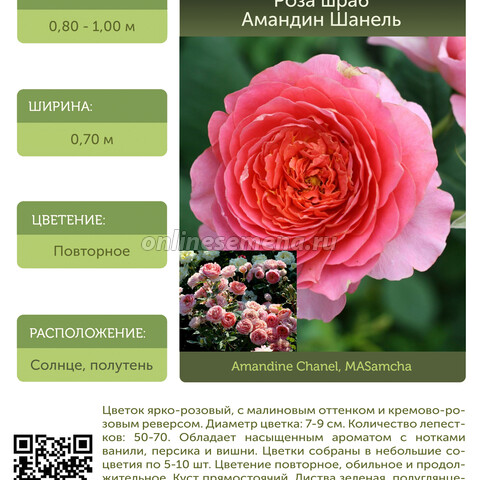 Роза шраб Амандин Шанель (С12,5)