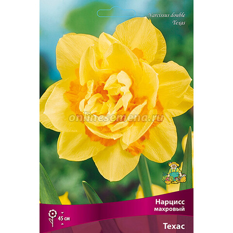 Нарцисс Махровый Техас (коробка 40 шт.)