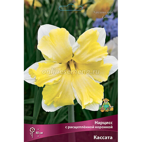 Нарцисс с расщеплённой коронкой Кассата (коробка 40 шт.)