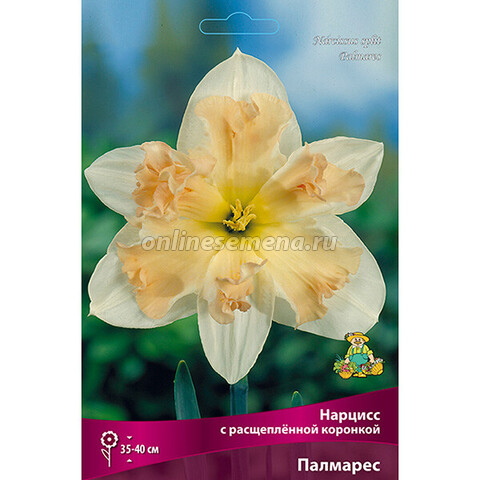 Нарцисс с расщеплённой коронкой Палмарес (коробка 40 шт.)