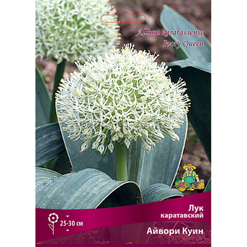 Лук декоративный каратавский Айвори Квин (коробка 50 шт.)