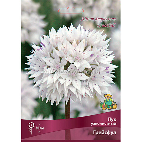 Лук декоративный узколистный Грейсфул (коробка 250 шт.)