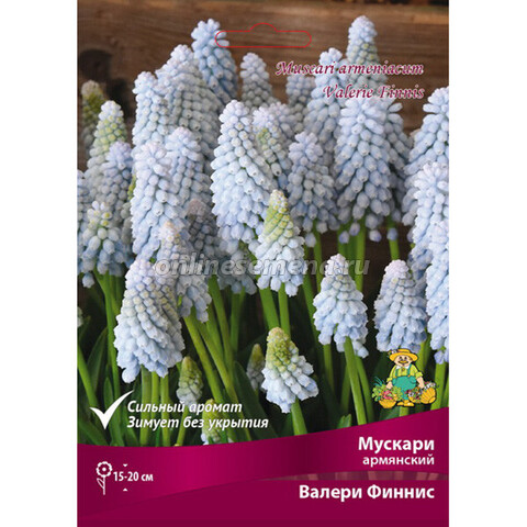 Мускари армянский Валери Финнис (коробка 250 шт.)