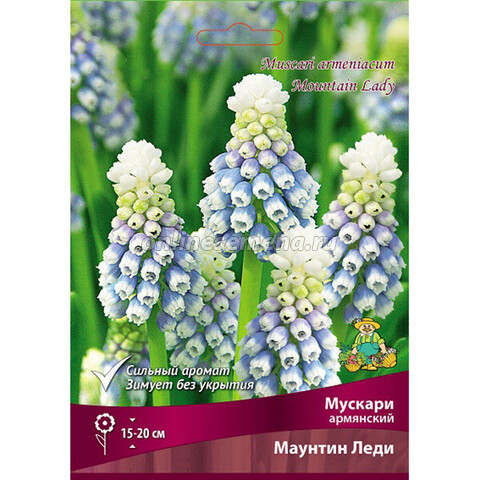 Мускари армянский Маунтин Леди (коробка 250 шт.)