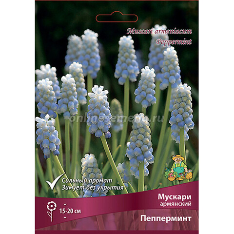 Мускари армянский Пепперминт (коробка 250 шт.)