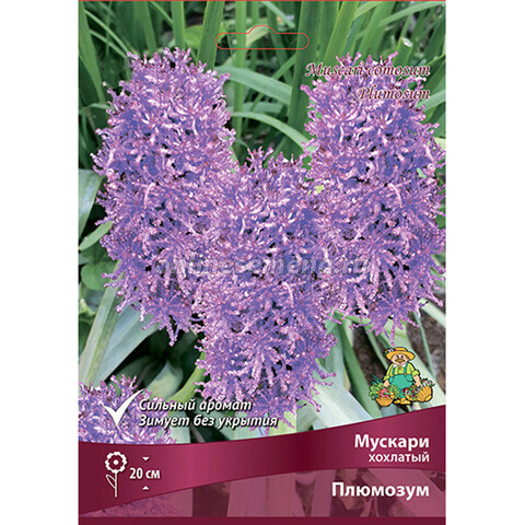 Мускари хохлатый Плюмозум (коробка 250 шт.)